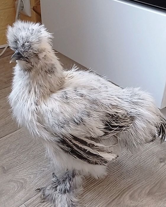 Китайські шовкові кури