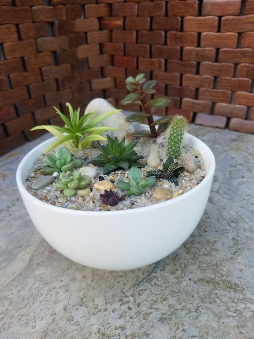 Arranjo de Suculentas