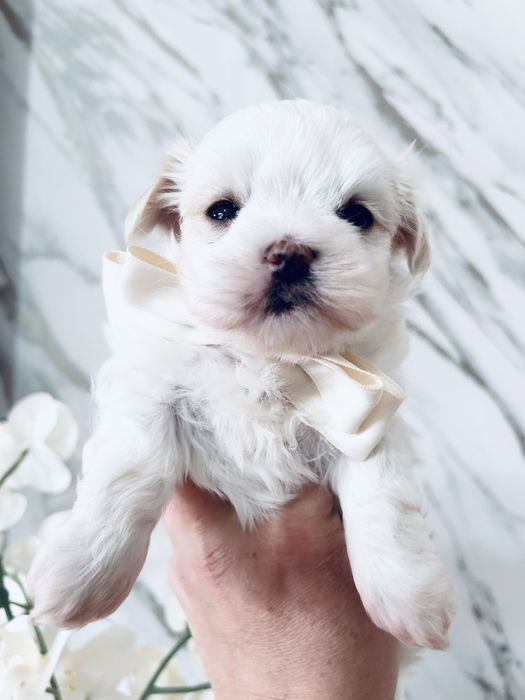 Maltańczyk mini pies z rodowodem do rezerwacji