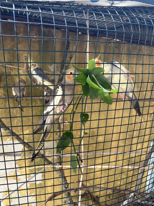 Vendo caturras padrao cinzento amerelo