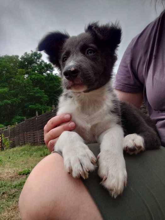 Border collie piesek blue
