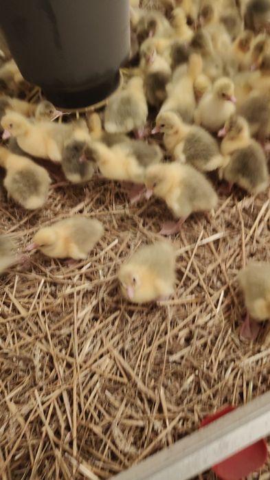 Gęsi koludzkie pisklęta.