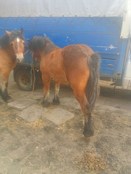 Źrebice zimnokrwiste