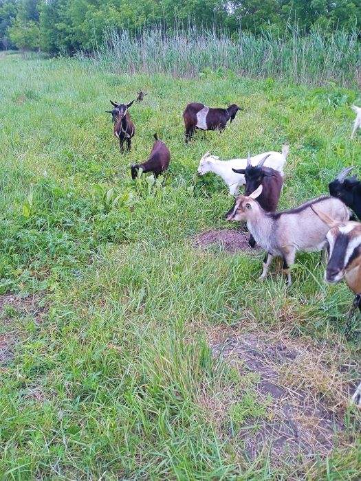 Продам котную козу.