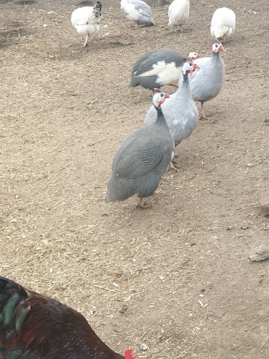 2 koguty perliki  Zamienię