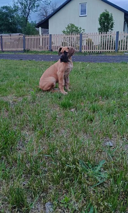Piękna żółta suczka rasy dog niemiecki