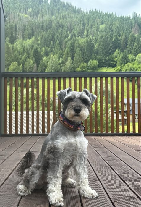 Злучка (вязка). Молодий, красивий, розумний цвергшнауцер.