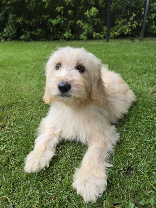 Goldendoodle mini suczka