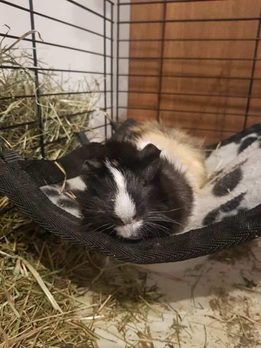 Dwie świnki morskie (SAMCE)