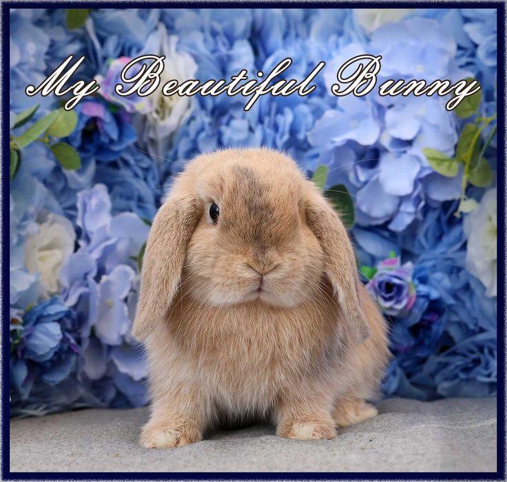 Młody Królik Mini Lop - Harlequin