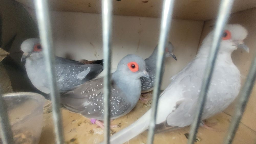 Gołąbki diamentowe