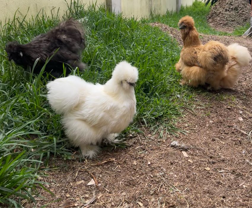 Ovos de Sedosa linha USA