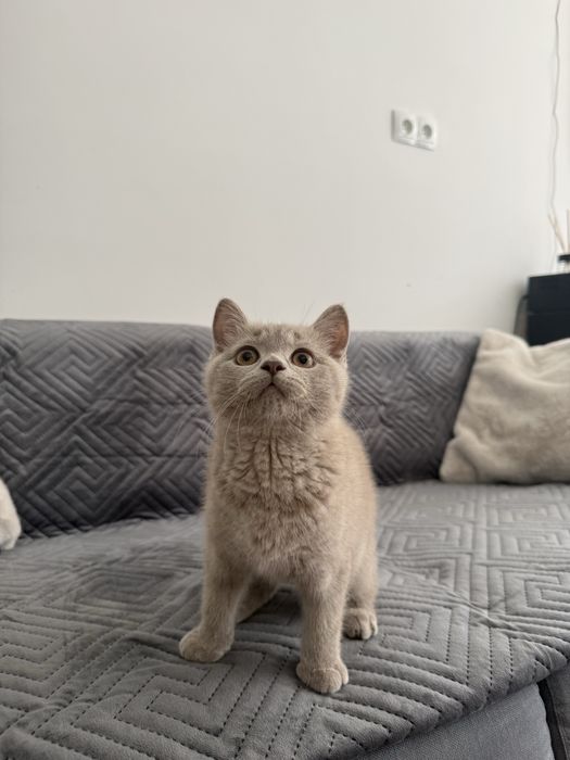 Kot kocur brytyjski liliowy