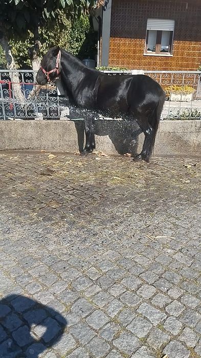 Garrano preto inteiro