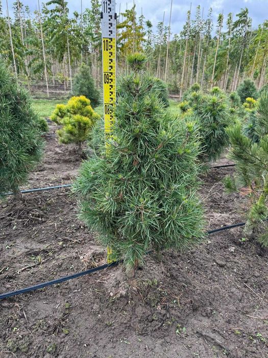 Sosna pospolita Globosa Viridis 80-100 cm