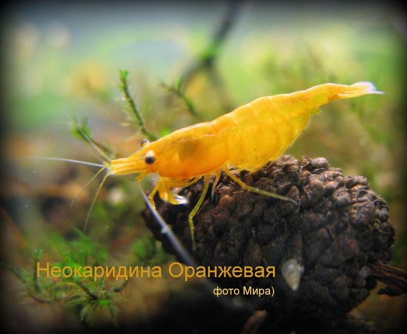 Аквариумные креветки всех цветов.