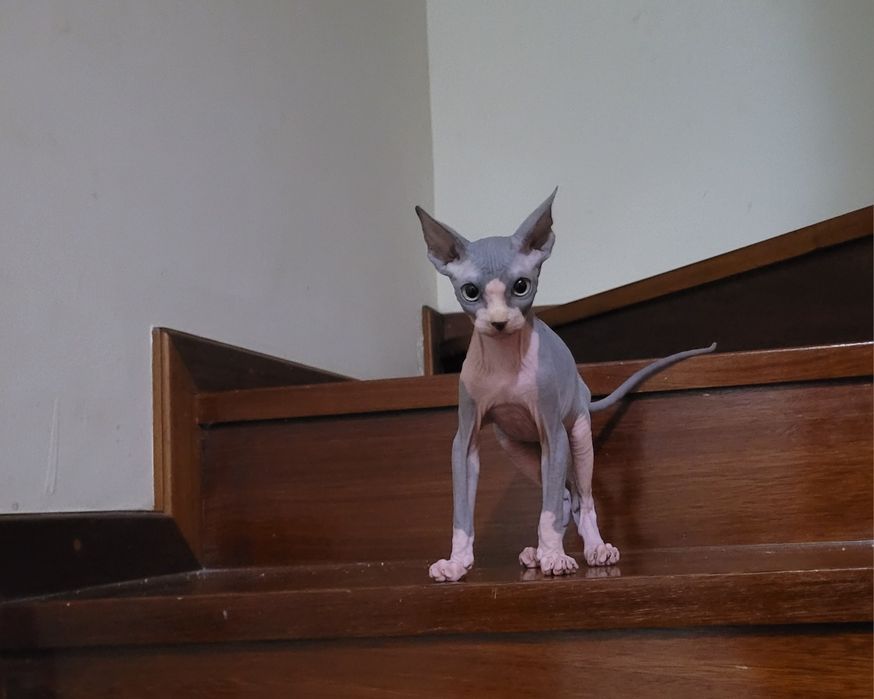 Sphynx macho bebé