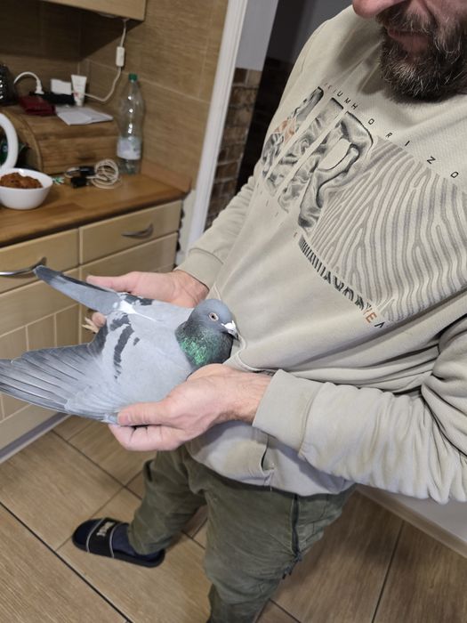 Gołębie pocztowe 75