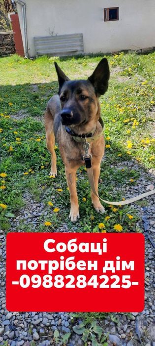 Собака шукає сімʼю