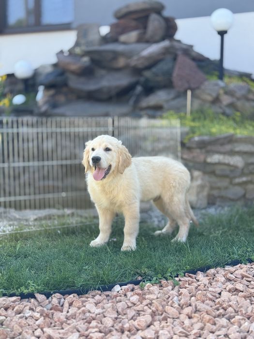 Golden Retriever Gotowy do odbioru