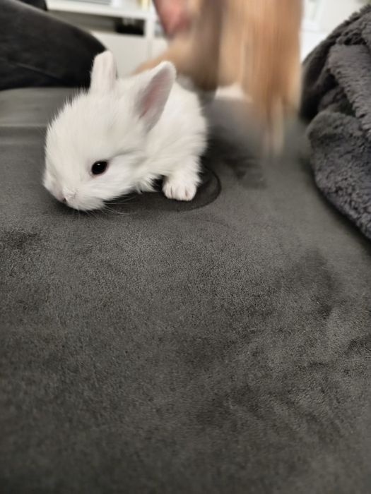 Coelhos peludos muito lindos