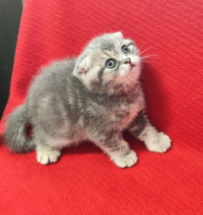 Шотландські кошенята