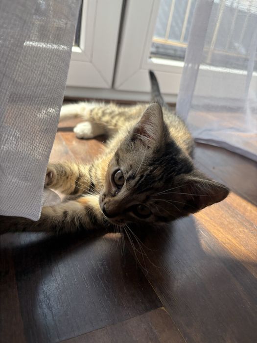 Maluszek do adopcji!