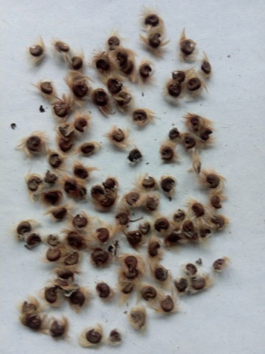 Супер деревовидні квіти