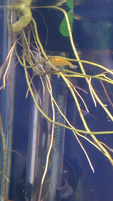 Krewetki żółte yellow Neocaridina davidi