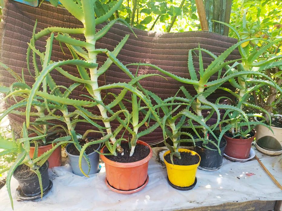 Продам вазони Алое