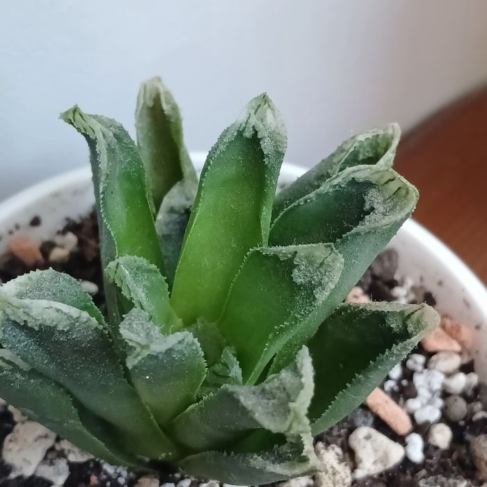 Сукулент .Хавортія гібрид.