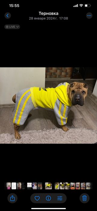 Продам комбенизон для собаки