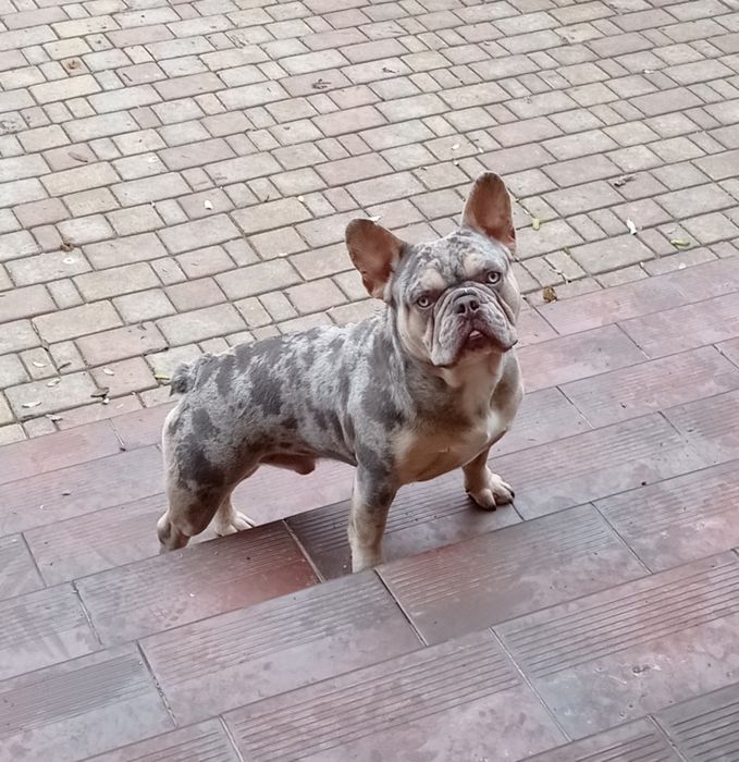 Кобель французского бульдога