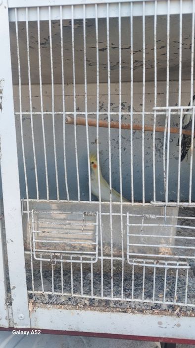 Caturras para criar à mão