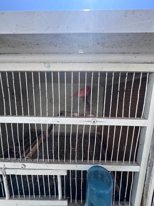 2 casais de canários vermelhos e 2 gaiolas
