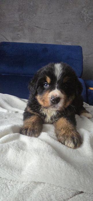 Berneński pies pasterski