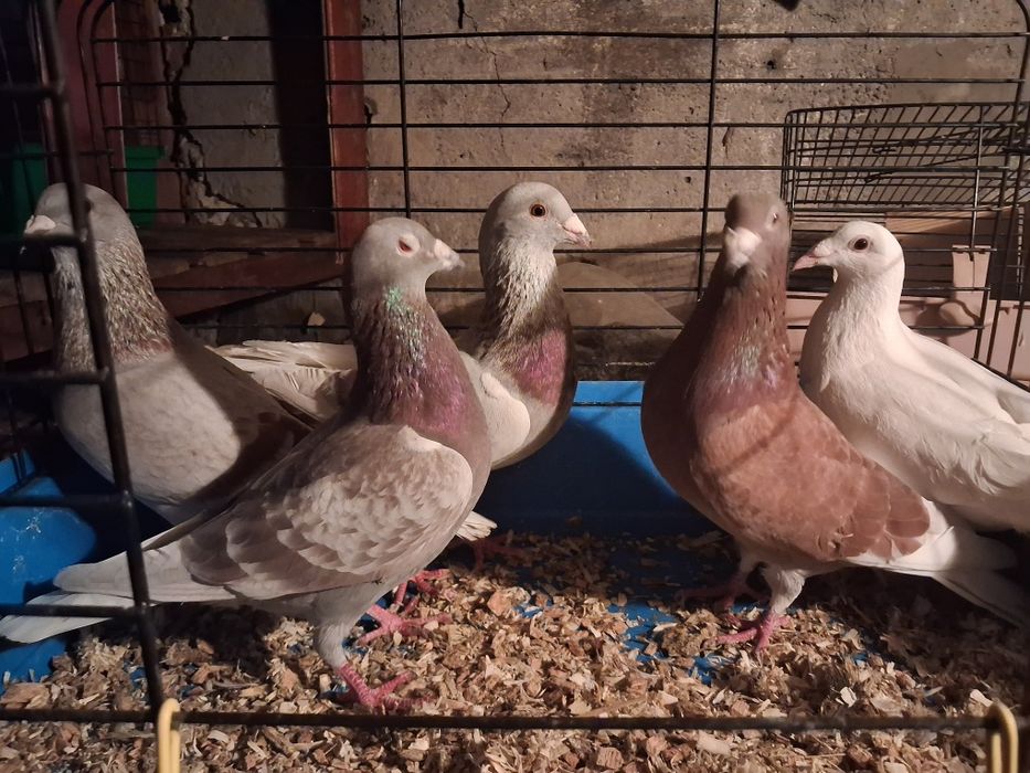 Golebie Pocztowe Samce