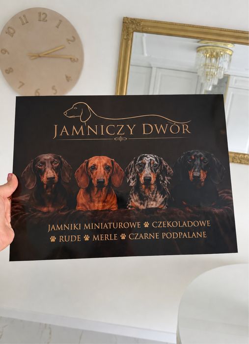 Jamnik Piękna Suczka Miniaturka