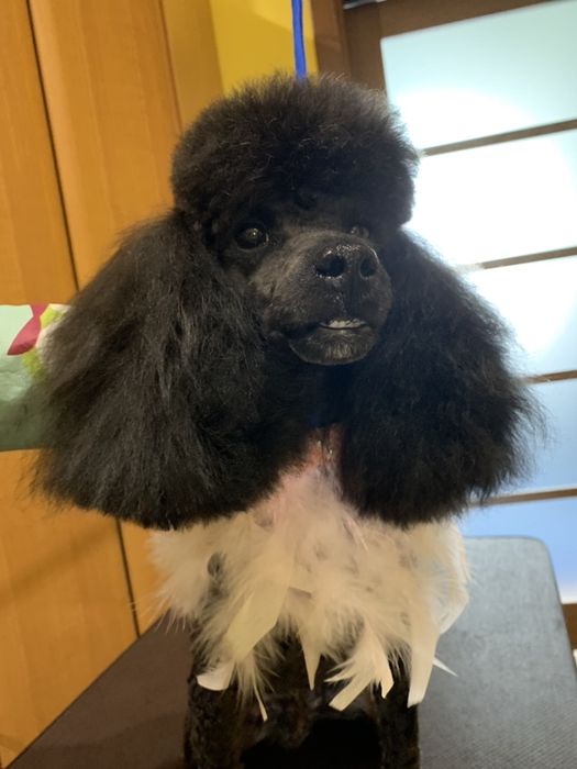 Стрижка котов, собак, кроликов,  Опытный грумер!