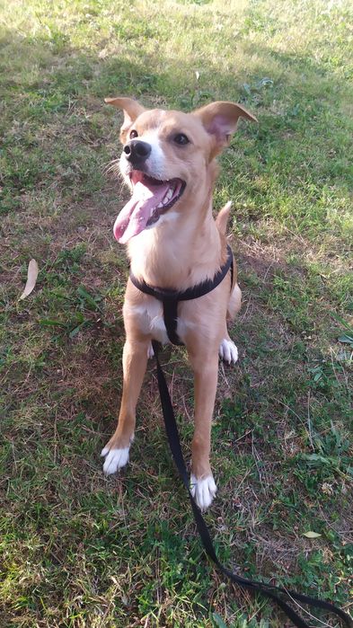 Adoção Cão Rafeiro