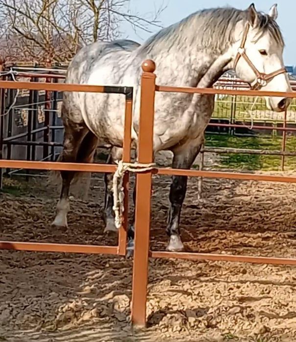 Ogier rasy slaskiej  500zł