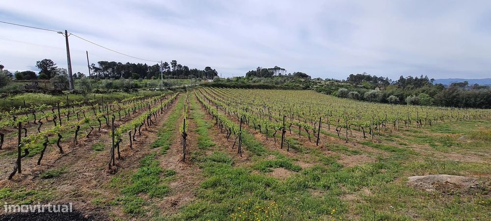 Terreno com área de 1 hectare e 200 metros — Santar E Moreira, Viseu