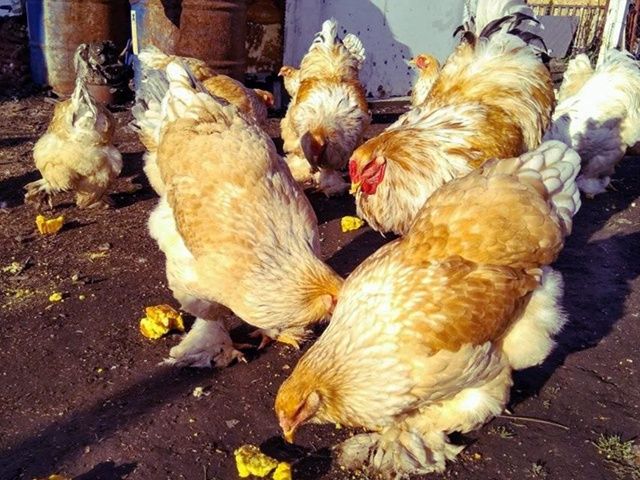 Інкубаційне яйце та курчата.Брама: біле золото, колумб. золото,лимонна