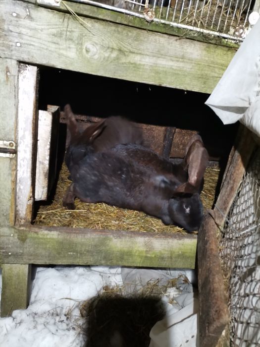 Króliki samce samice