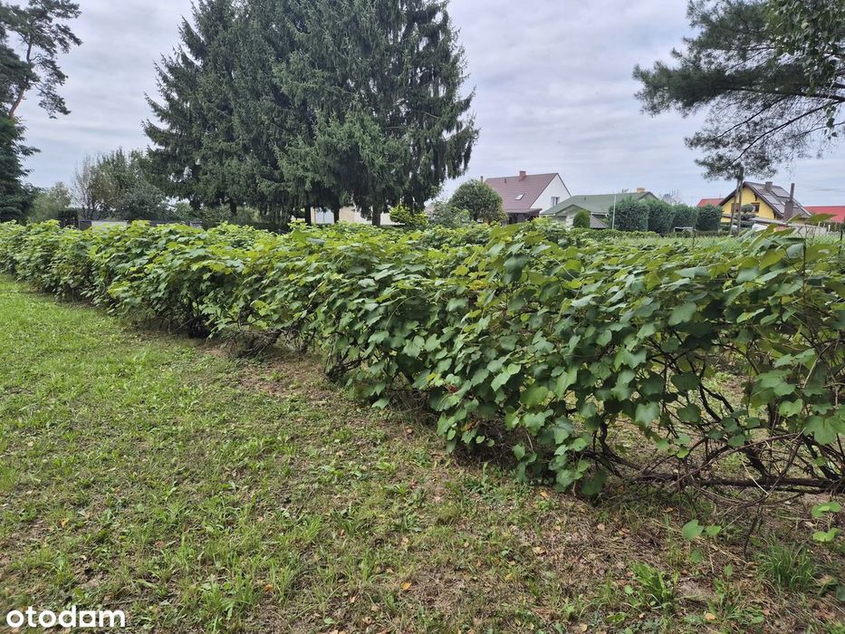 Wyjątkowa działka 3000 m² z lasem i winoroślą | Wioska | warunki - Więcej