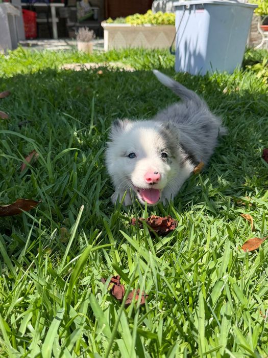 Menino border collie olho azul blue merle