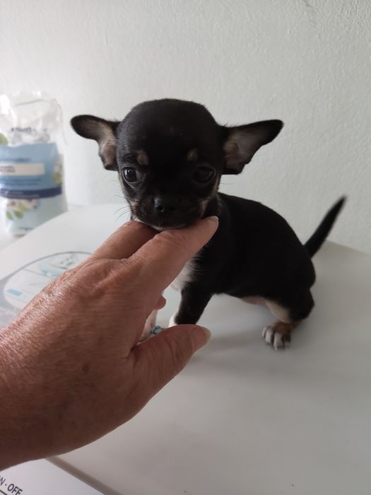 Chihuahua   MF pronto para entrega