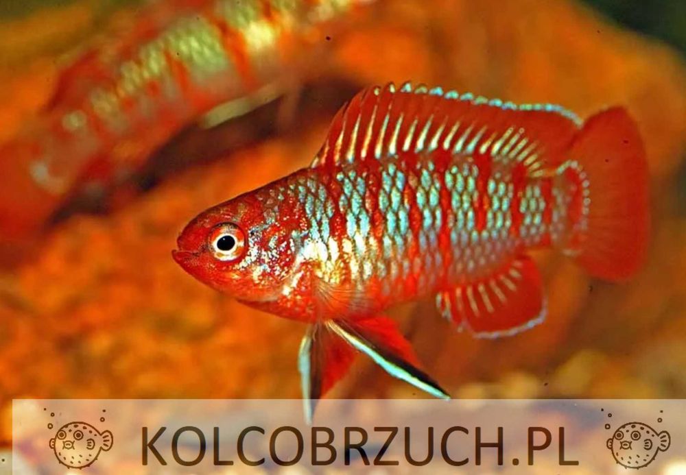 Badis bangalski RED SCARLET - Dario dario - dowóz, wysyłka