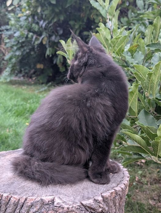 Czarny kocurek Maine Coon Zapraszamy