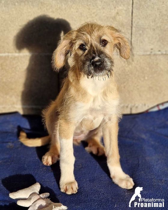 TUFINHA - Cadelinha bebe para adoção!